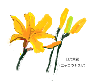 ニッコウキスゲ